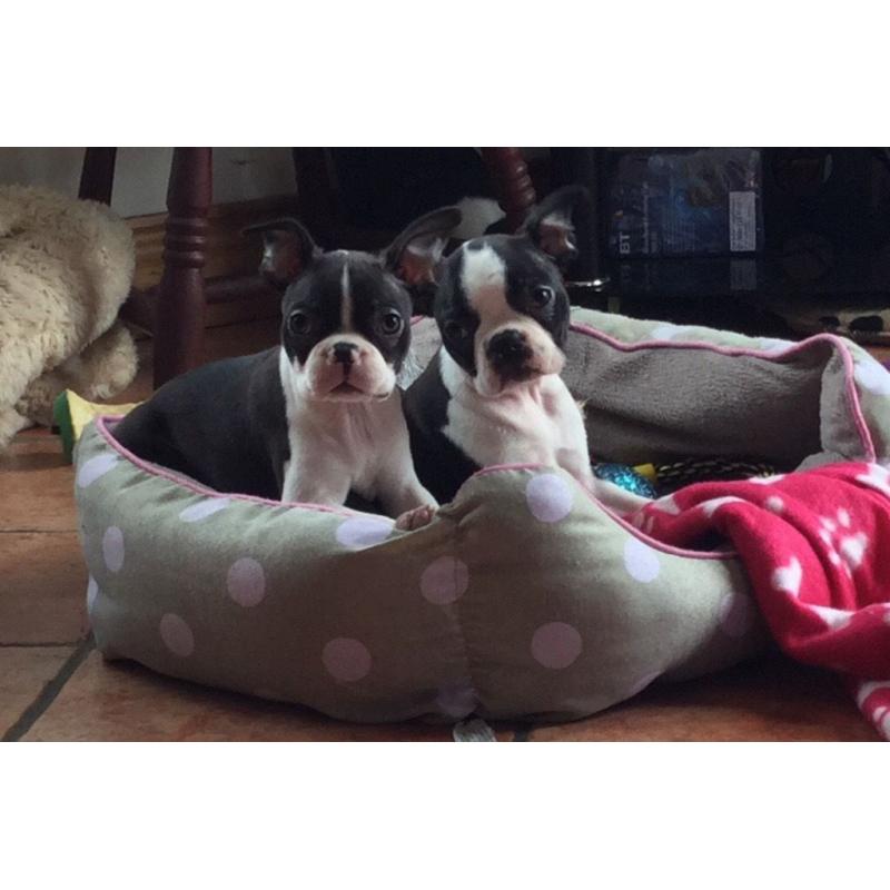 Boston terrier puppies