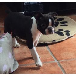 Boston terrier puppies