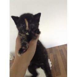 2 beautiful girl kittens with blue eyes