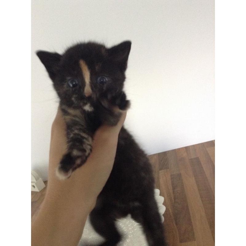 2 beautiful girl kittens with blue eyes