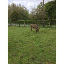 Miniature Mediterranean donkey for sale