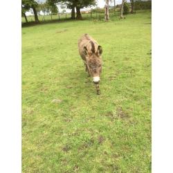 Miniature Mediterranean donkey for sale