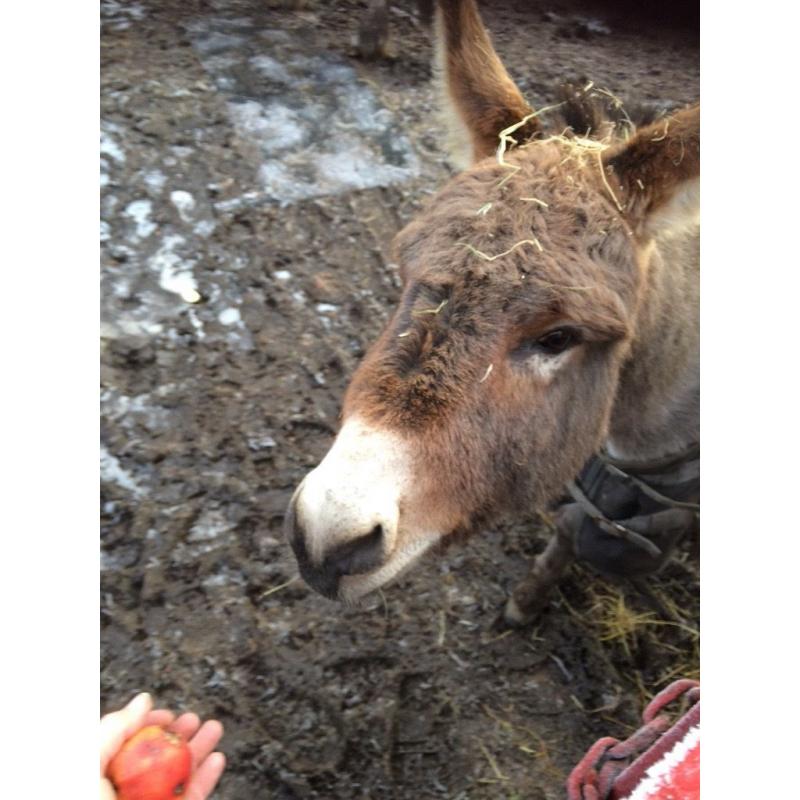 Miniature Mediterranean donkey for sale