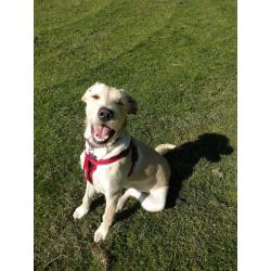 Paws and Go Walkies Professional Licenced Dog Walker Edinburgh East