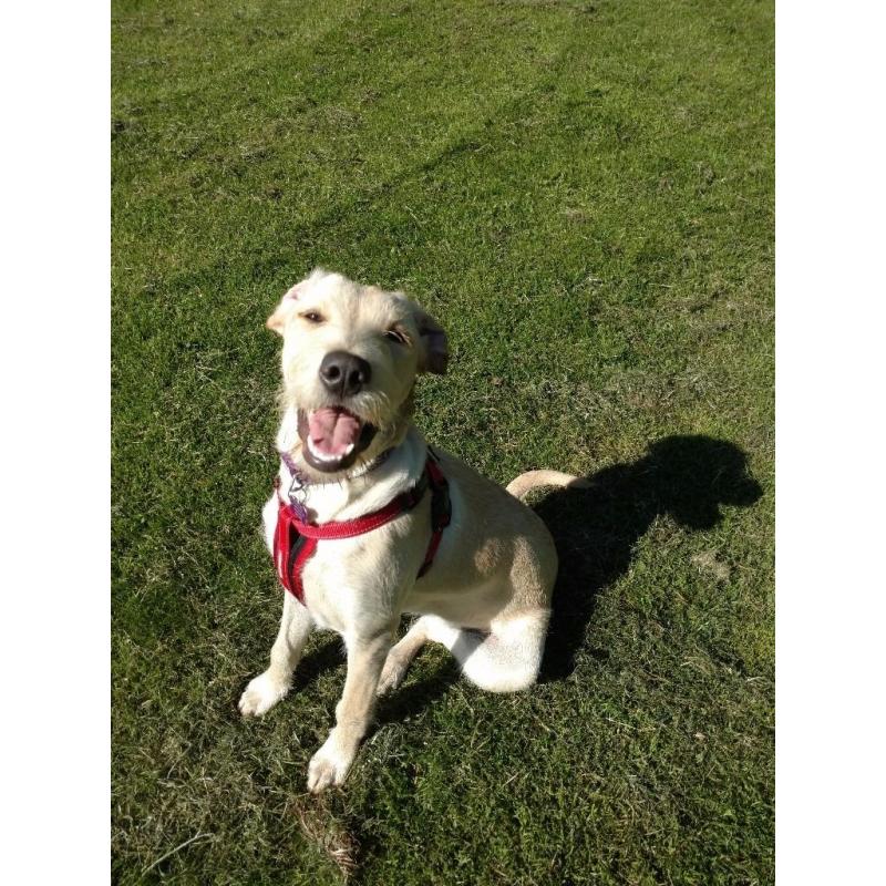 Paws and Go Walkies Professional Licenced Dog Walker Edinburgh East