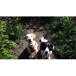 Paws and Go Walkies Professional Licenced Dog Walker Edinburgh East