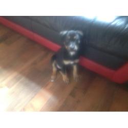 Rottweiler