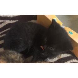 2 Kittens (6,5 weeks old)
