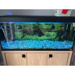 Fluval Roma 240 Aquarium