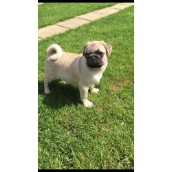 Gorgeous pug puppies