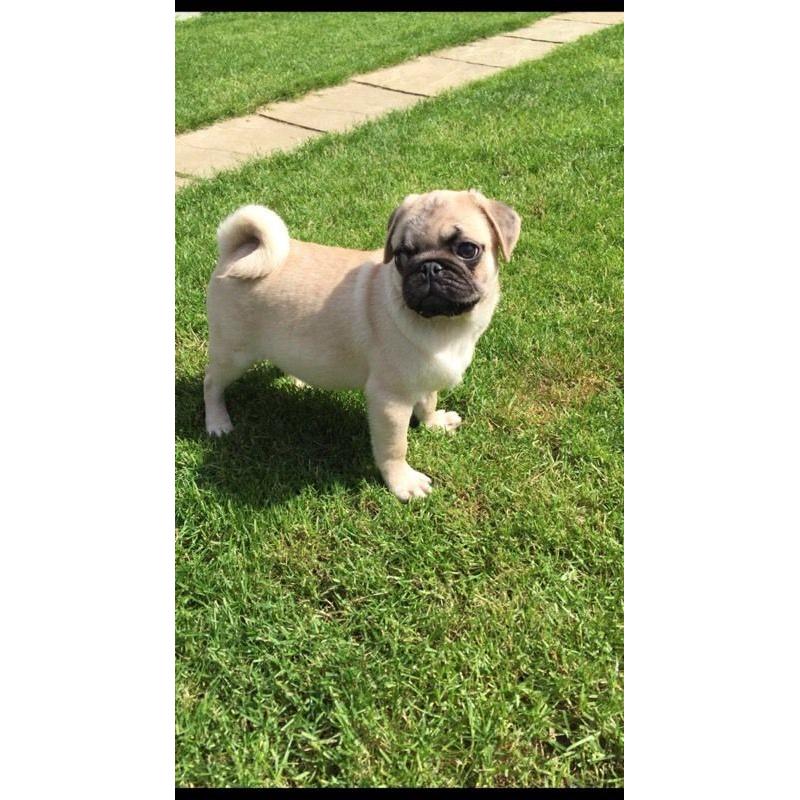 Gorgeous pug puppies