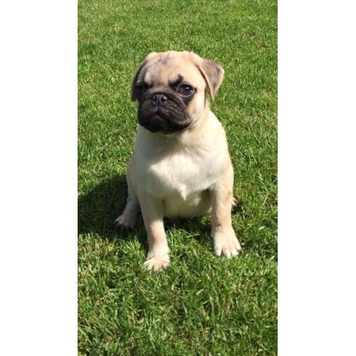 Gorgeous pug puppies