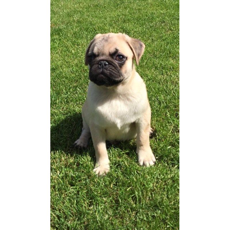 Gorgeous pug puppies