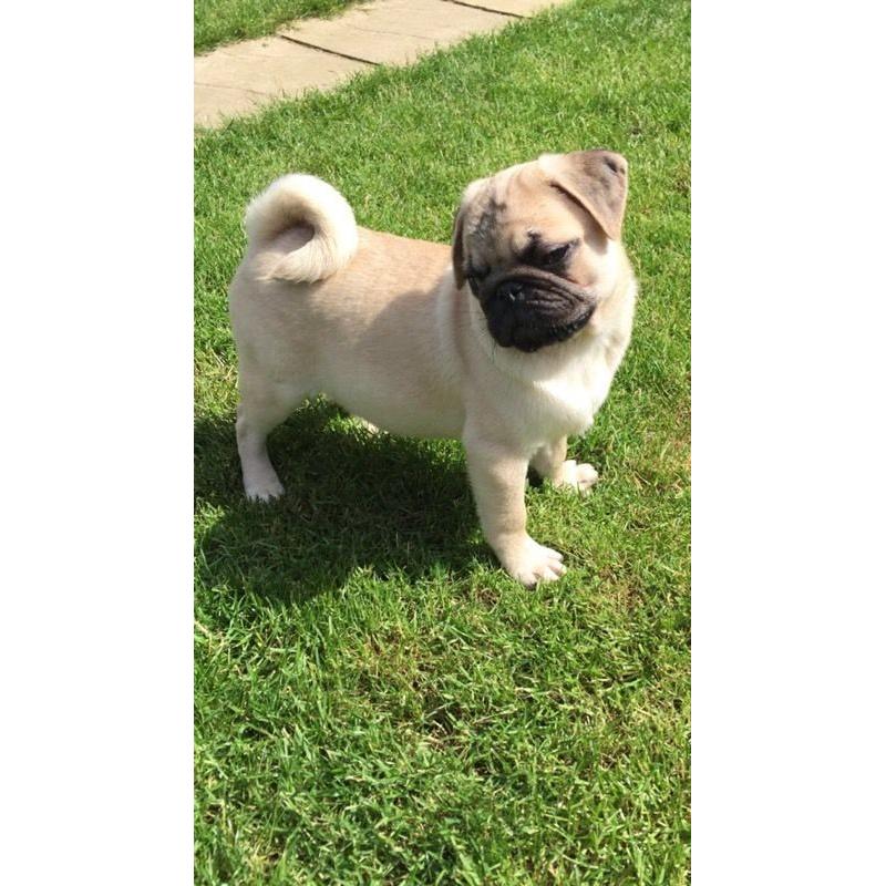 Gorgeous pug puppies