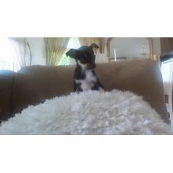 Chihuahua pups