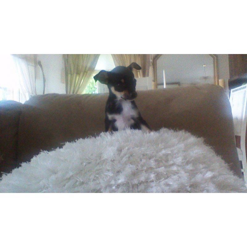 Chihuahua pups
