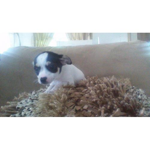 Chihuahua pups