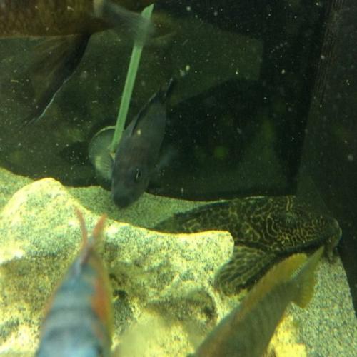 Common pleco