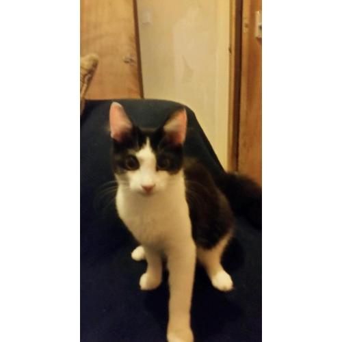 7 months old famale kitten