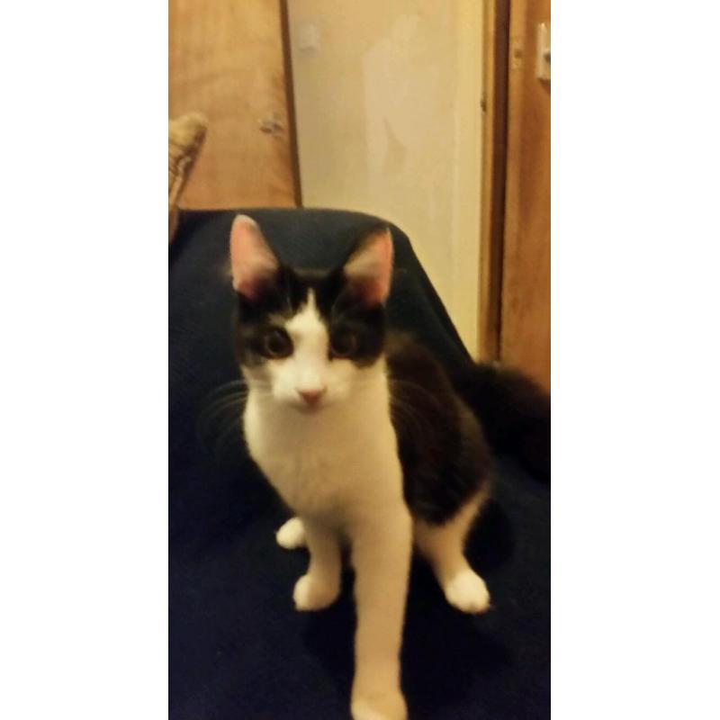 7 months old famale kitten