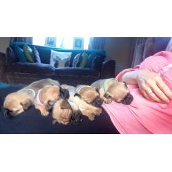 Beautiful jug puppies