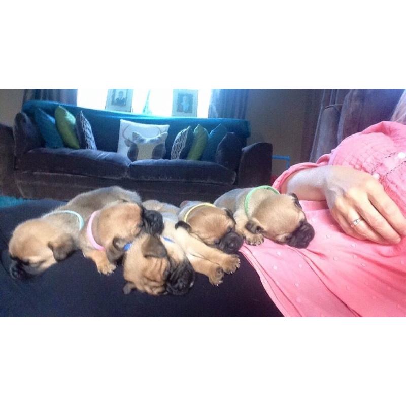 Beautiful jug puppies