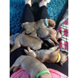 Beautiful jug puppies