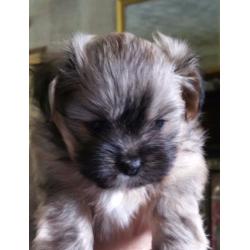 Shiranian/shih Tzu Female / Miniatur Pomeranian M