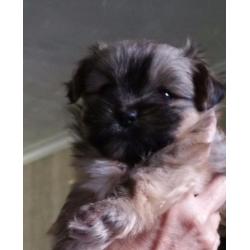 Shiranian/shih Tzu Female / Miniatur Pomeranian M