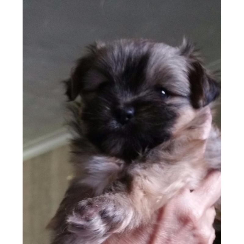 Shiranian/shih Tzu Female / Miniatur Pomeranian M