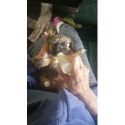 Shiranian/shih Tzu Female / Miniatur Pomeranian M