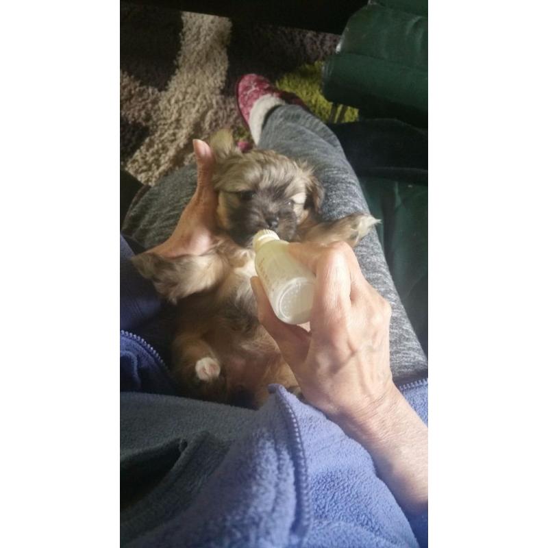 Shiranian/shih Tzu Female / Miniatur Pomeranian M