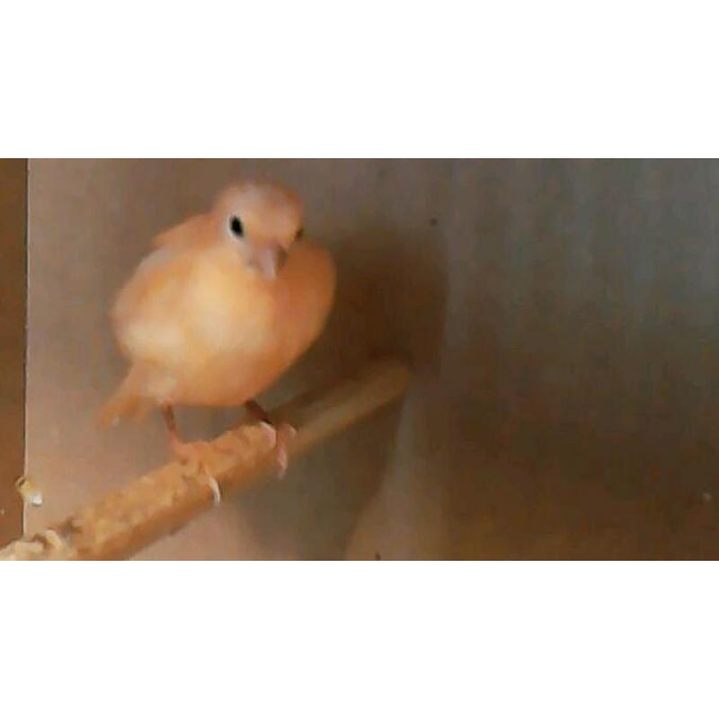 Red factor canary