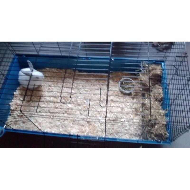 Large indoor rabbit/guinea pig cage