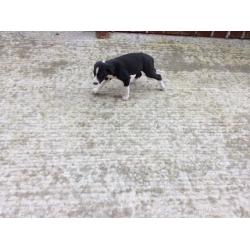 Collie cross lurcher puppy for sale