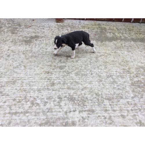 Collie cross lurcher puppy for sale