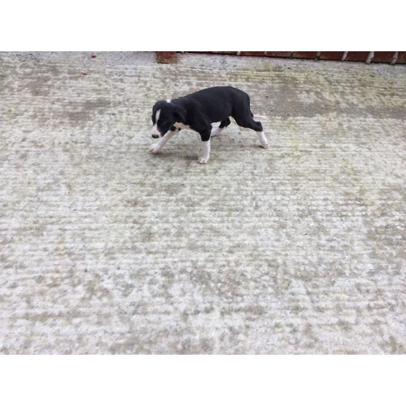 Collie cross lurcher puppy for sale