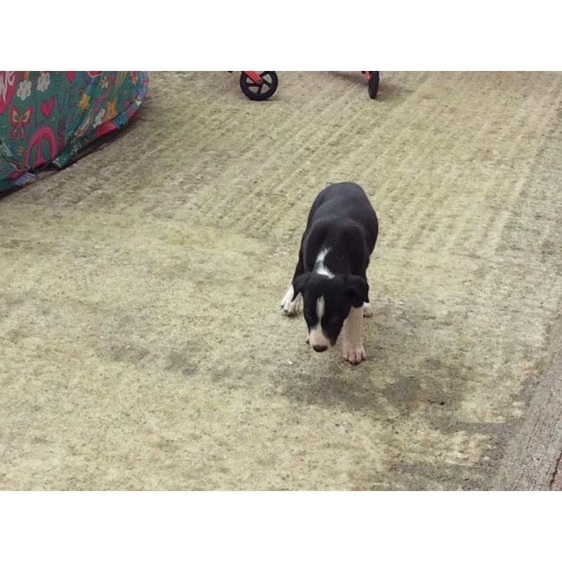 Collie cross lurcher puppy for sale