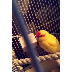 2 hand tame baby kakariki parrots with cage and food
