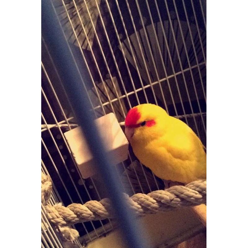 2 hand tame baby kakariki parrots with cage and food