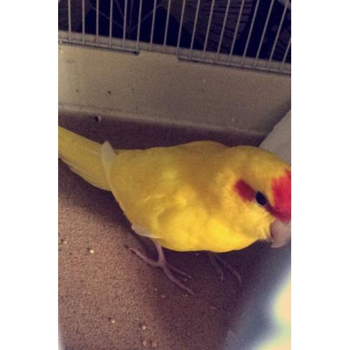 2 hand tame baby kakariki parrots with cage and food