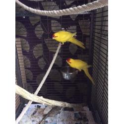 2 hand tame baby kakariki parrots with cage and food
