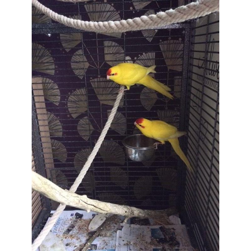 2 hand tame baby kakariki parrots with cage and food