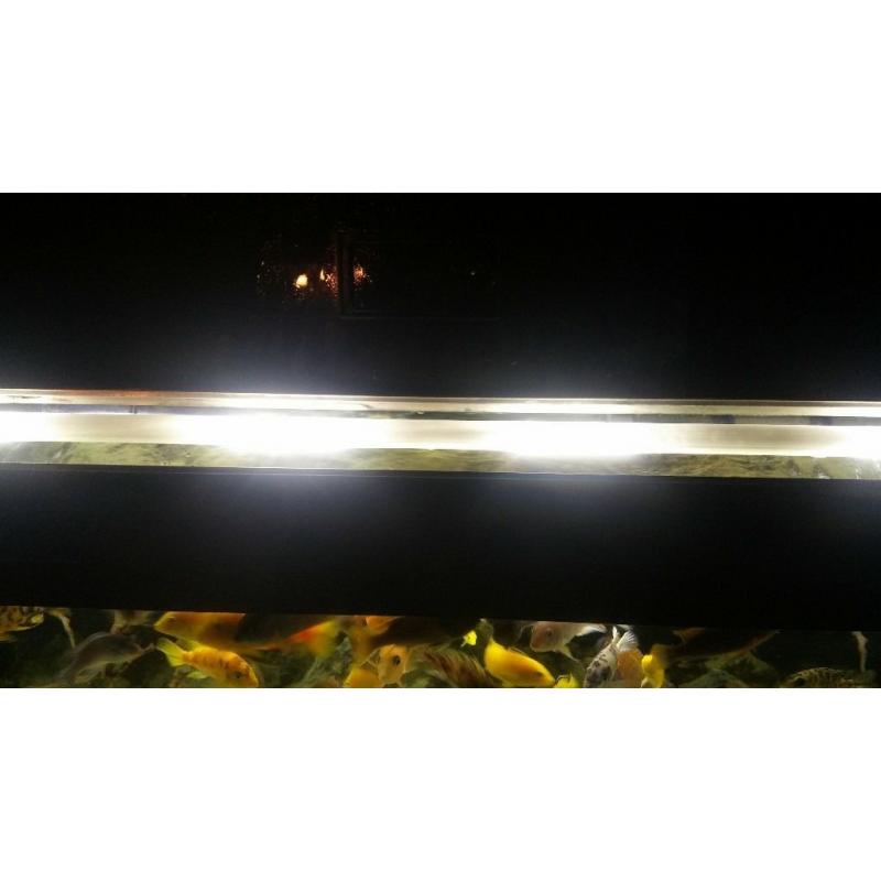 aquarium for sale