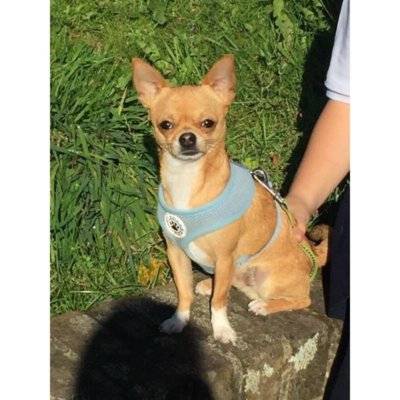 Tea cup Chihuaha