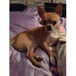 Tea cup Chihuaha