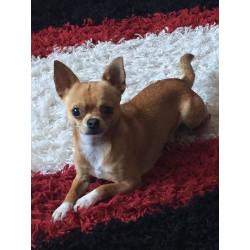 Tea cup Chihuaha