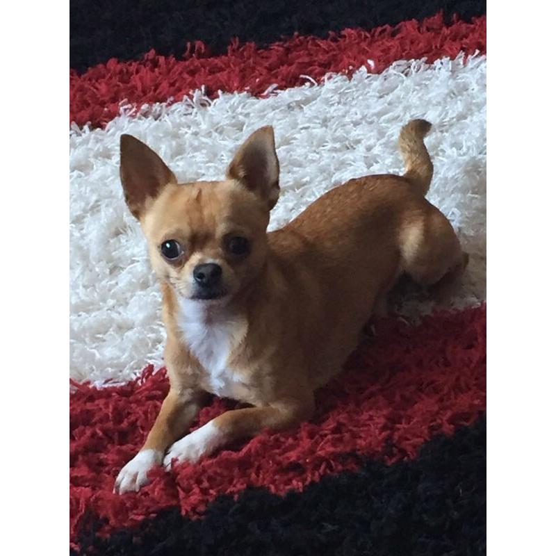 Tea cup Chihuaha