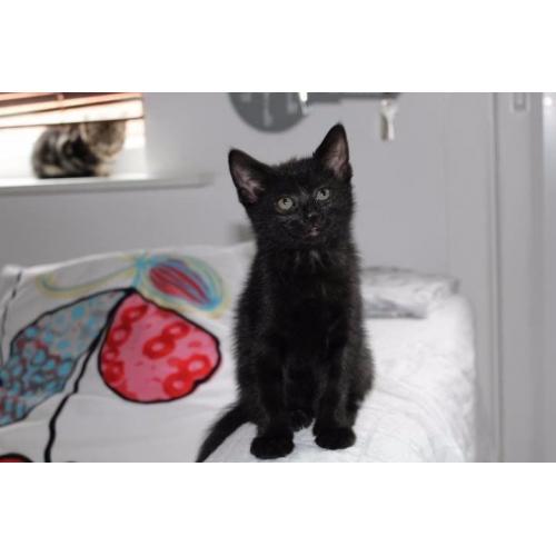 beautiful cat need a new home :) Free