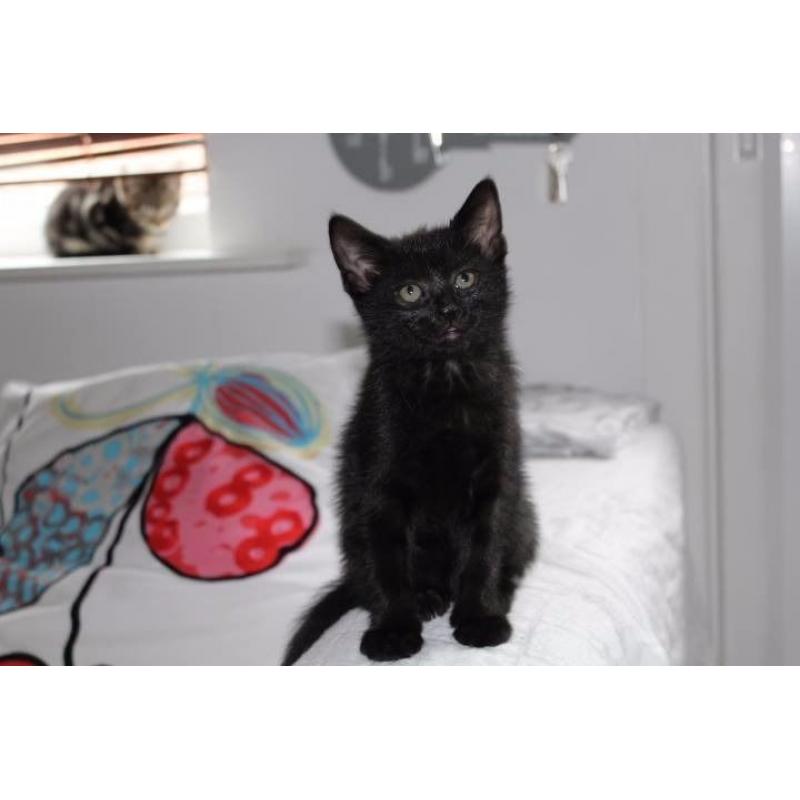 beautiful cat need a new home :) Free